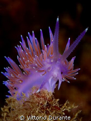 Flabellina. Note its particular antennas. by Vittorio Durante 